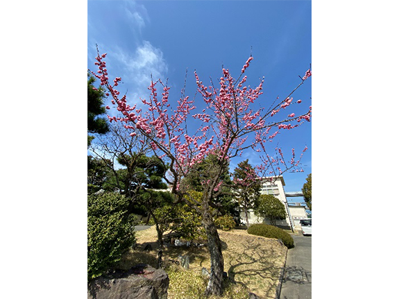 写真：咲き始めた前庭の桜